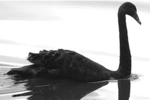 Cygnes noirs et tectonique des affaires internationales